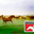 D'hooghe Paardenvoeding logo